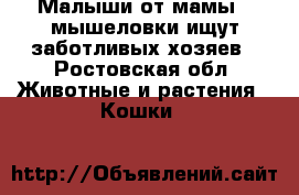 Малыши от мамы - мышеловки ищут заботливых хозяев - Ростовская обл. Животные и растения » Кошки   